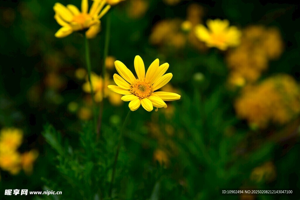 西昌湿地公园j菊花