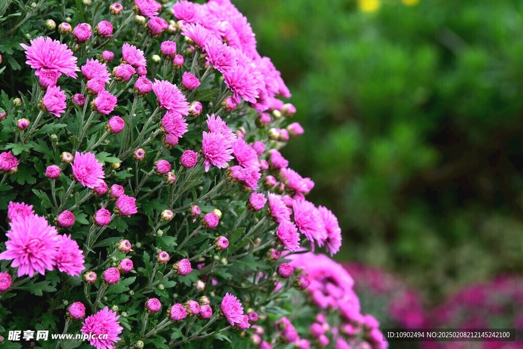 西昌湿地公园菊花