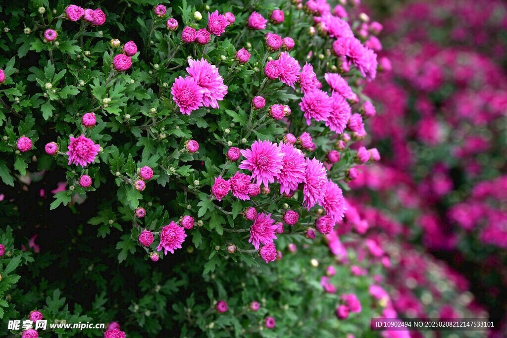 西昌湿地公园菊花