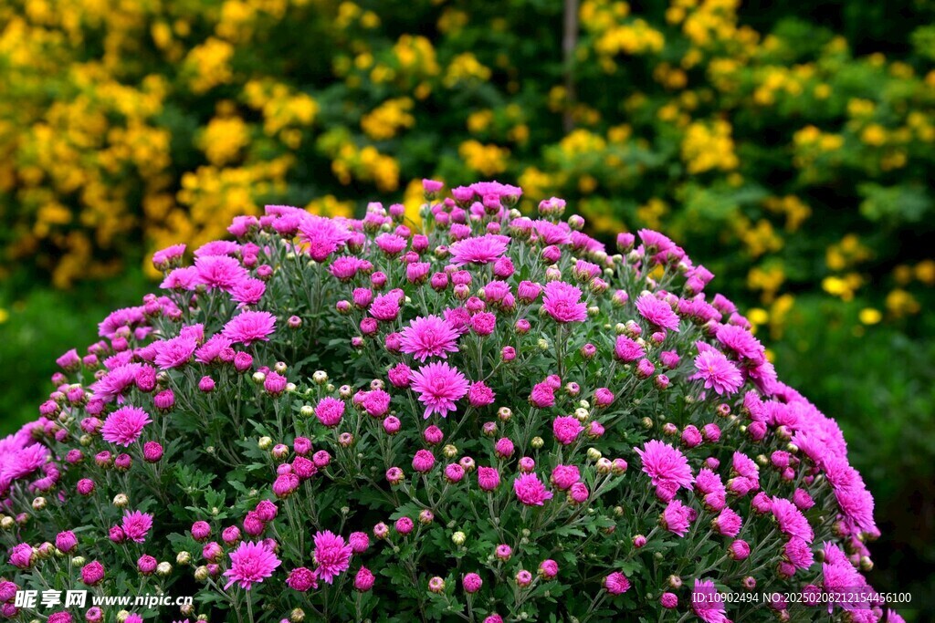 西昌湿地公园菊花
