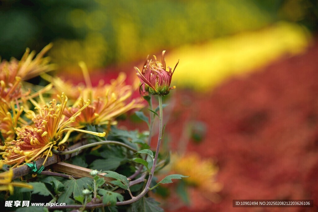 西昌湿地公园菊花
