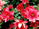 西昌湿地公园菊花