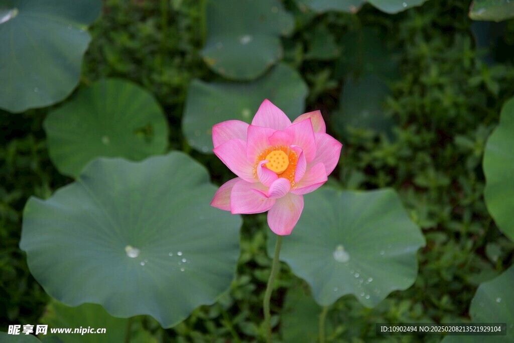 西昌湿地公园荷花