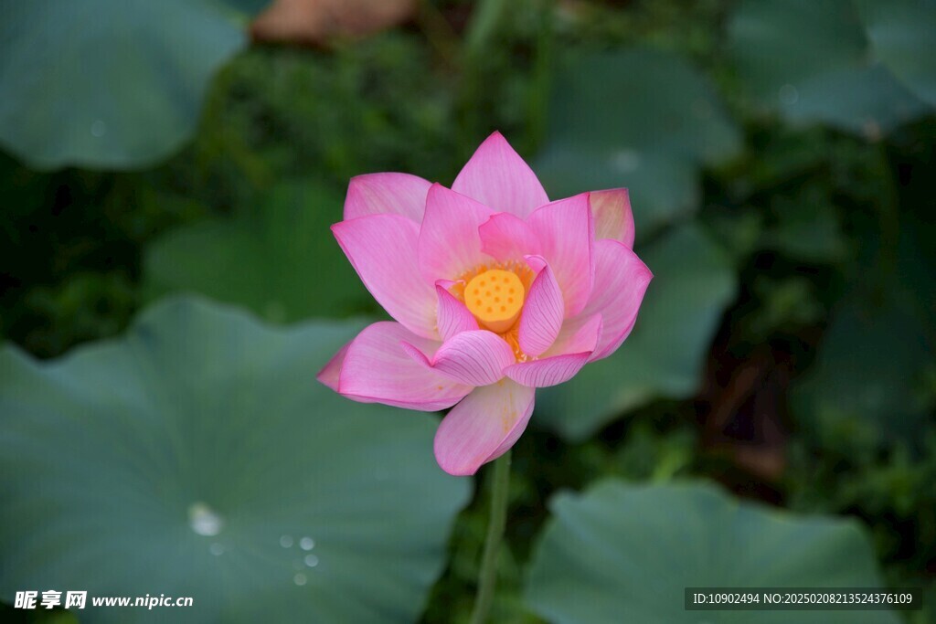 西昌湿地公园荷花