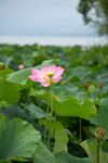 西昌湿地公园荷花