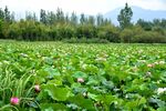 西昌湿地公园荷花