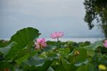 西昌湿地公园荷花