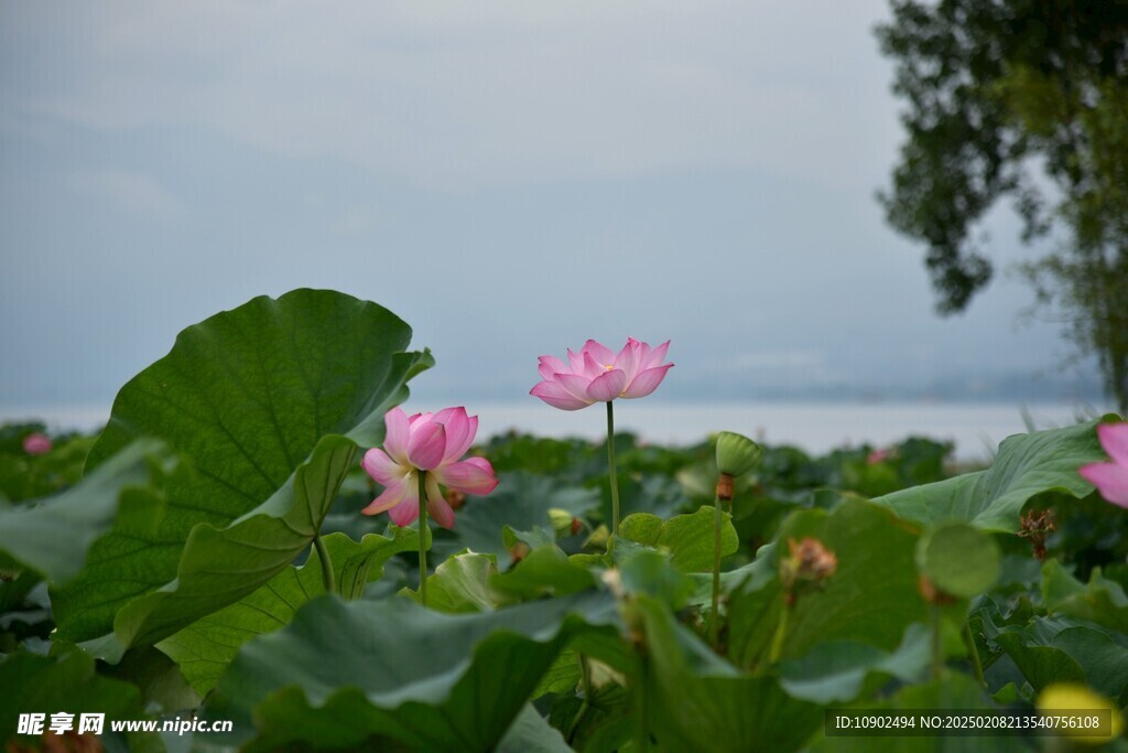 西昌湿地公园荷花