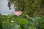  西昌湿地公园荷花