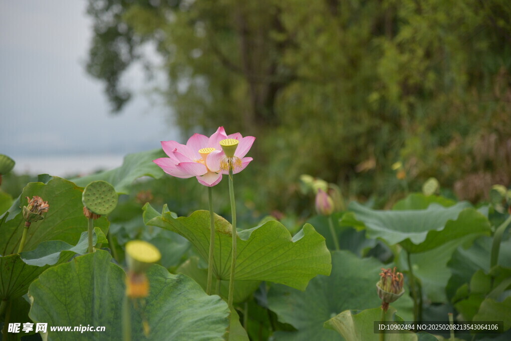  西昌湿地公园荷花