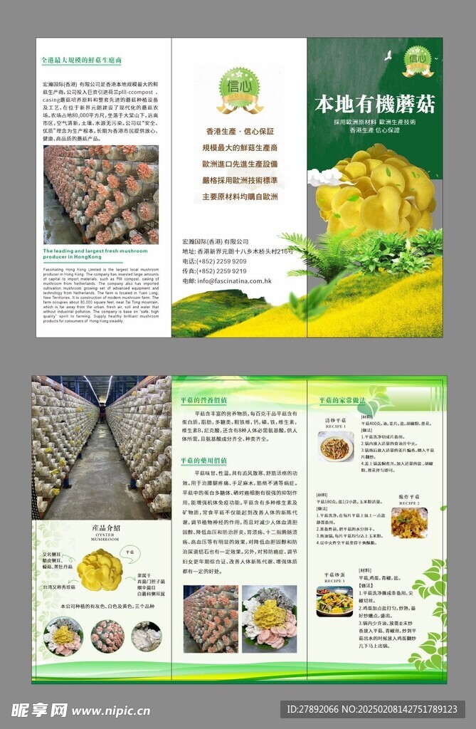 平菇三折页