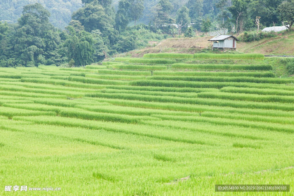 梯田图片 