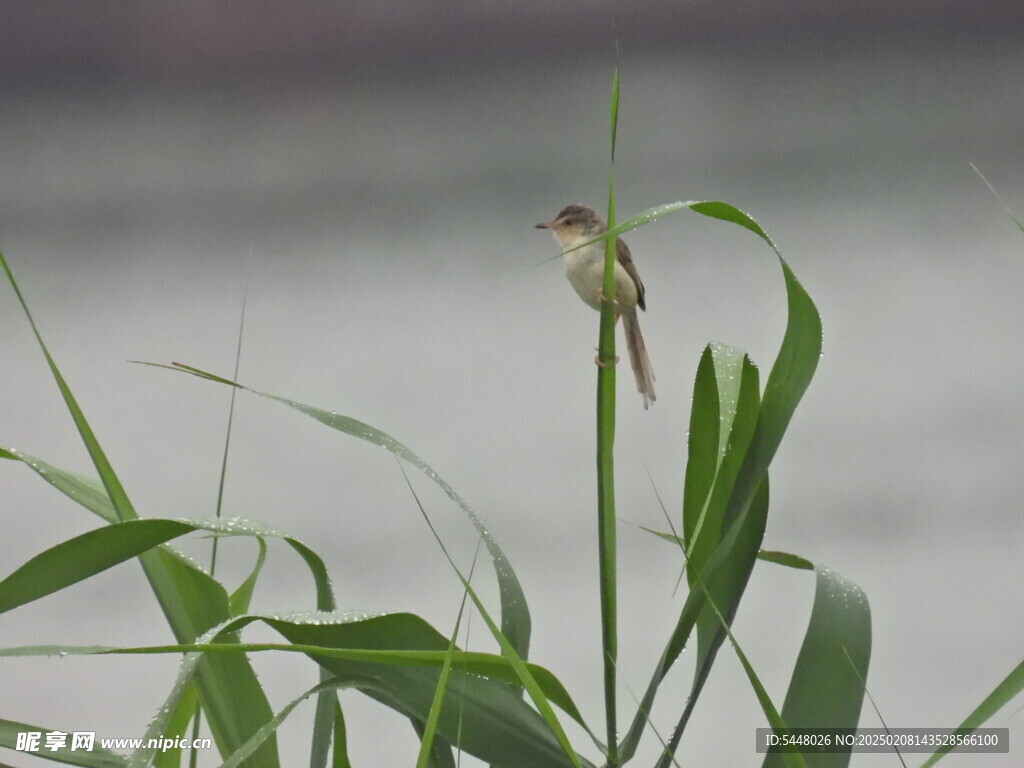 纯色山鹪莺