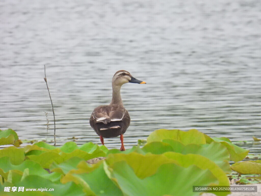 斑嘴鸭