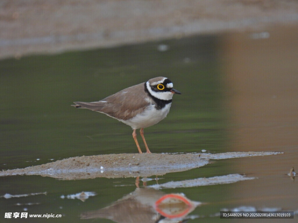 金眶鸻