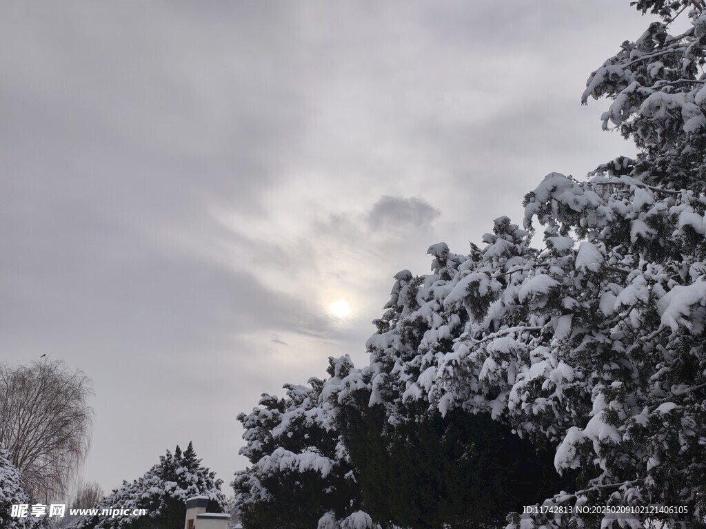 雪景  雪松  白雪