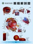 中医院眼睛解剖图