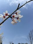 春日桃花