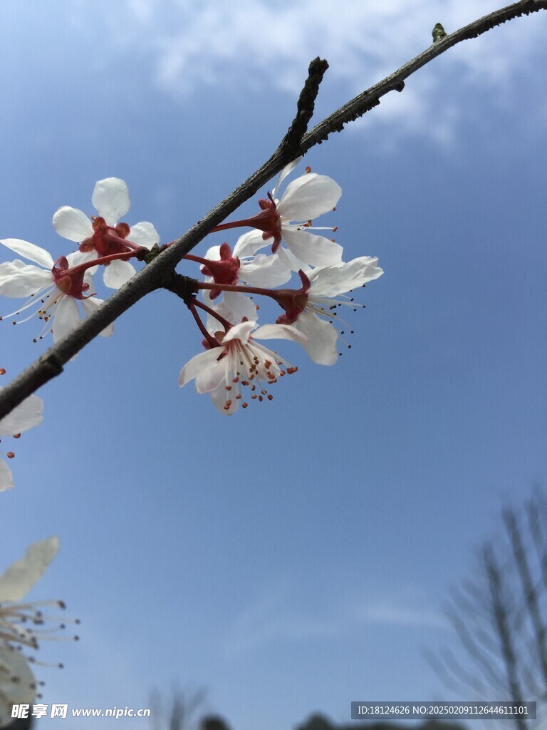 春日桃花