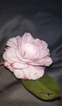 山茶花