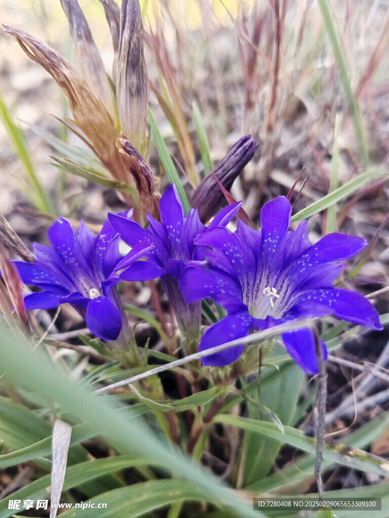 紫色牵牛花