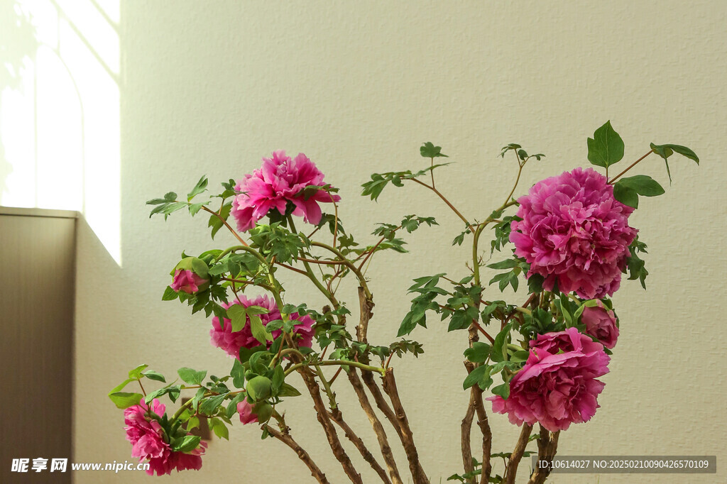 牡丹 月季 鲜花