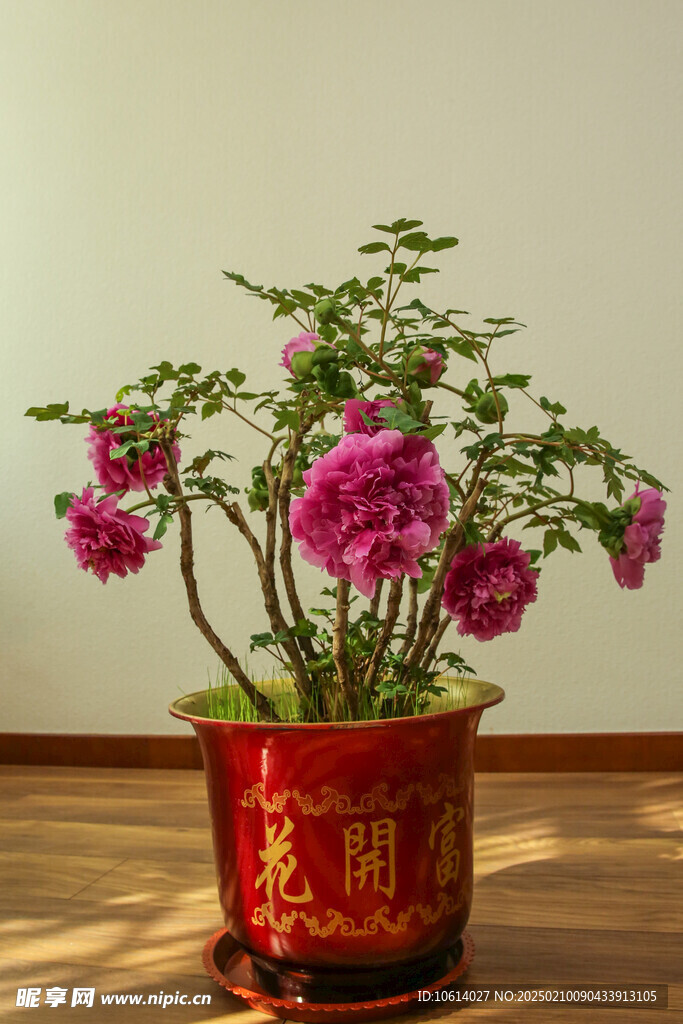 牡丹 月季 鲜花