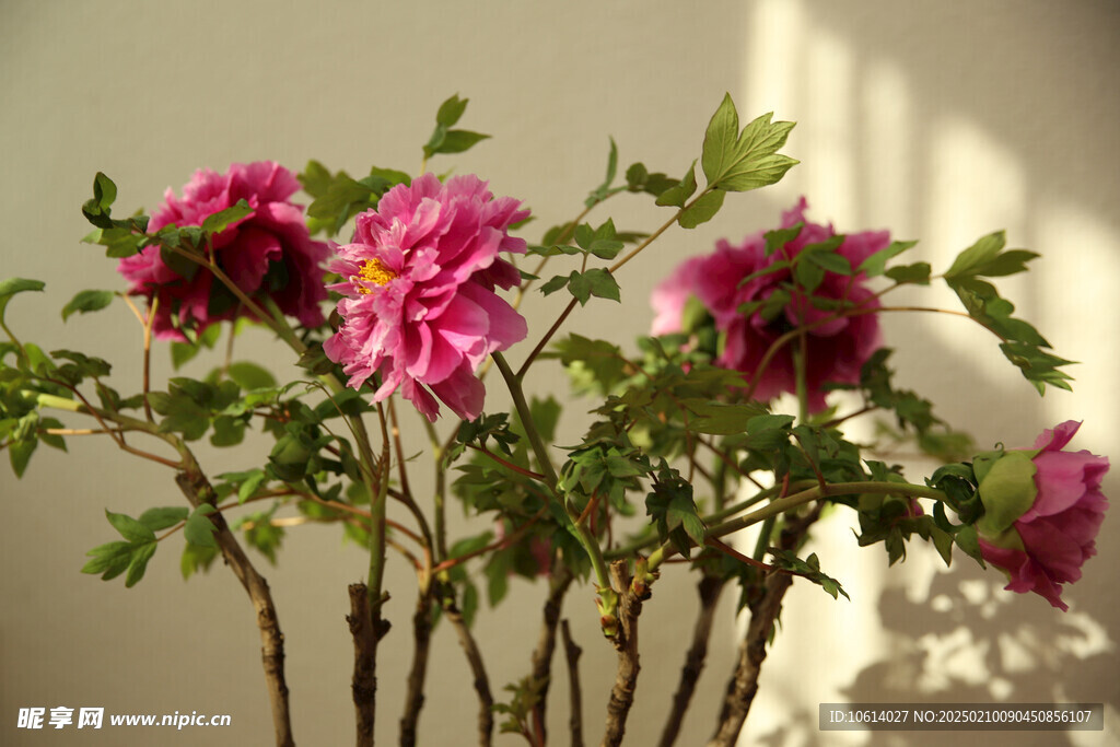 牡丹 月季 鲜花