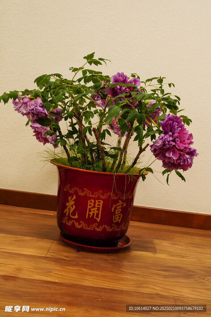 牡丹 月季 鲜花