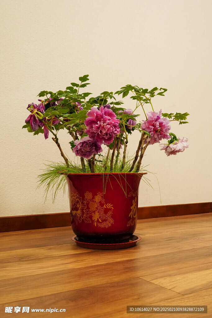 牡丹 月季 鲜花