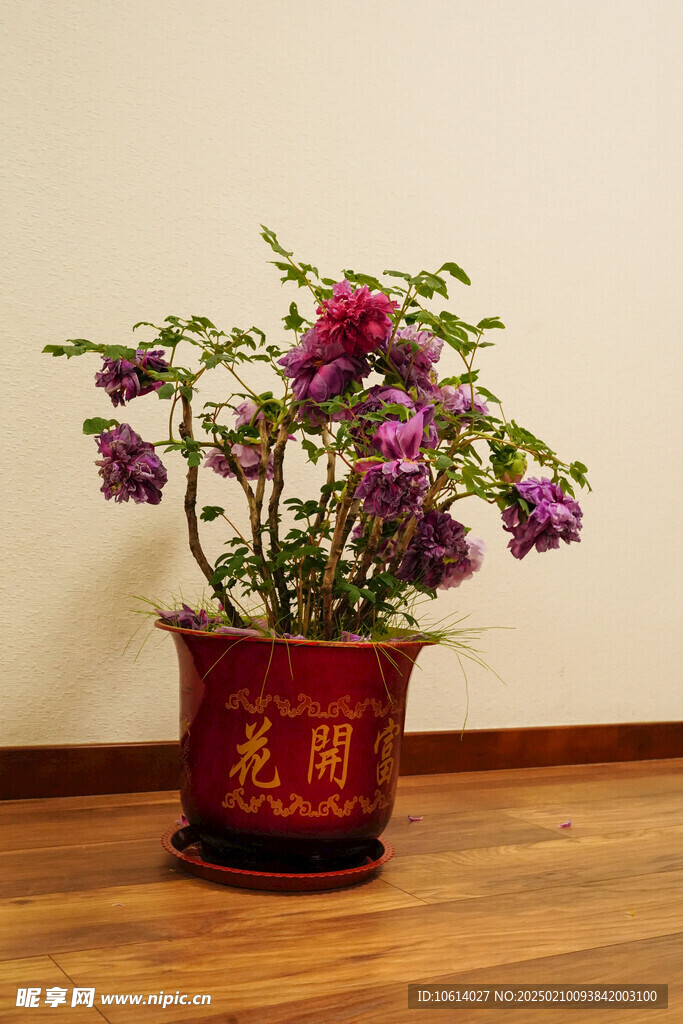 牡丹 月季 鲜花