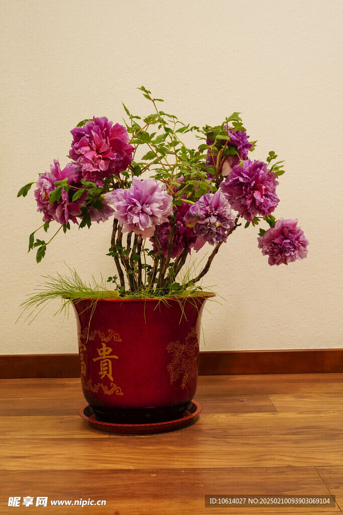 牡丹 月季 鲜花