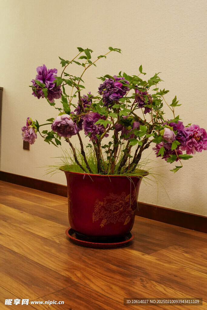 牡丹 月季 鲜花