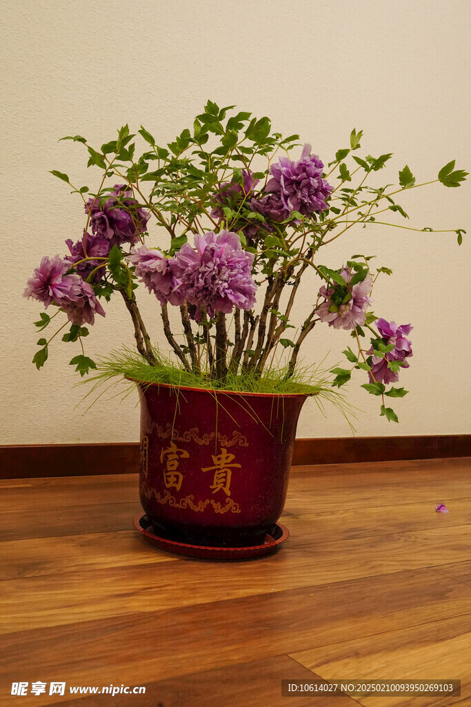 牡丹 月季 鲜花