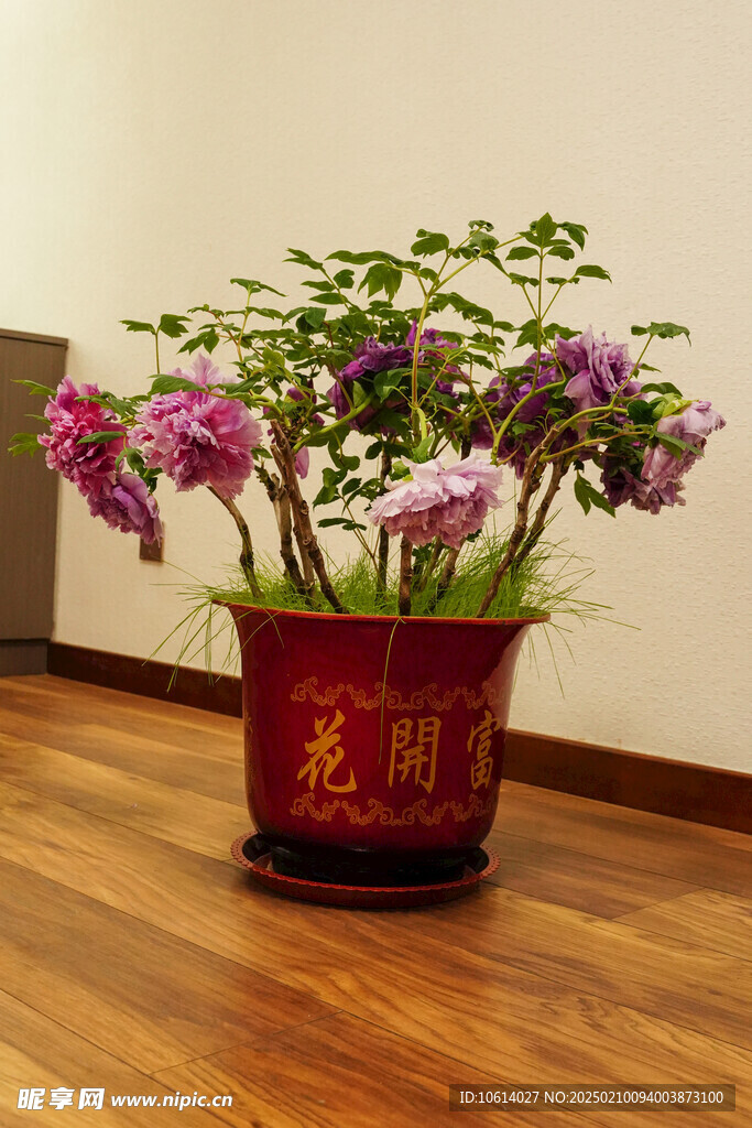 牡丹 月季 鲜花