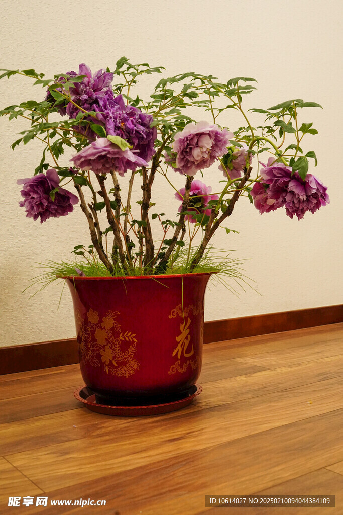 牡丹 月季 鲜花