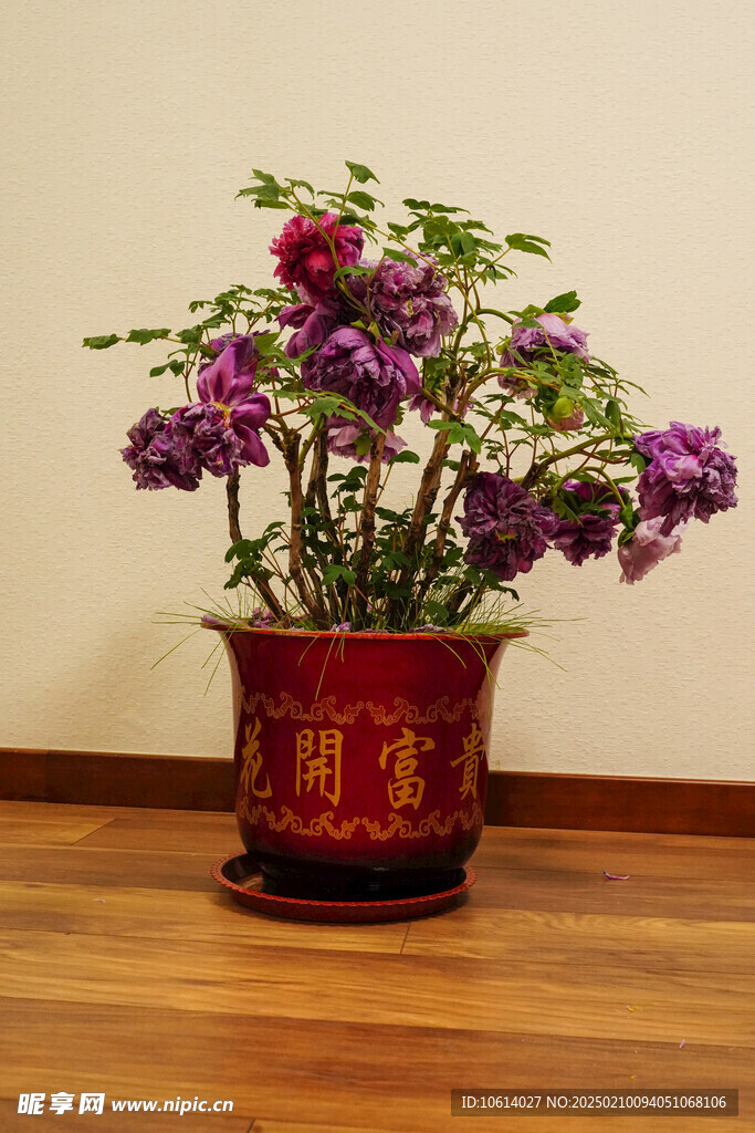 牡丹 月季 鲜花