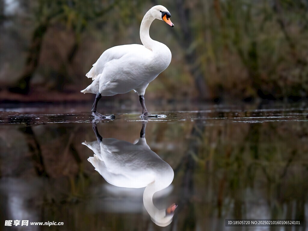 天鹅