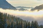 森林景观