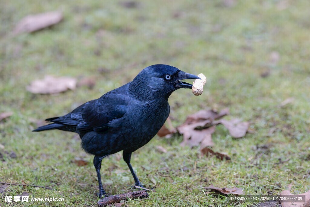 乌鸦