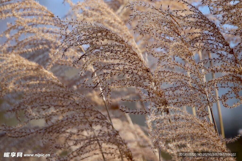 芦苇