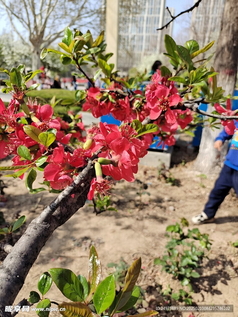 桃花