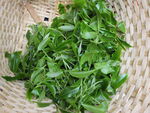 普洱茶春茶叶