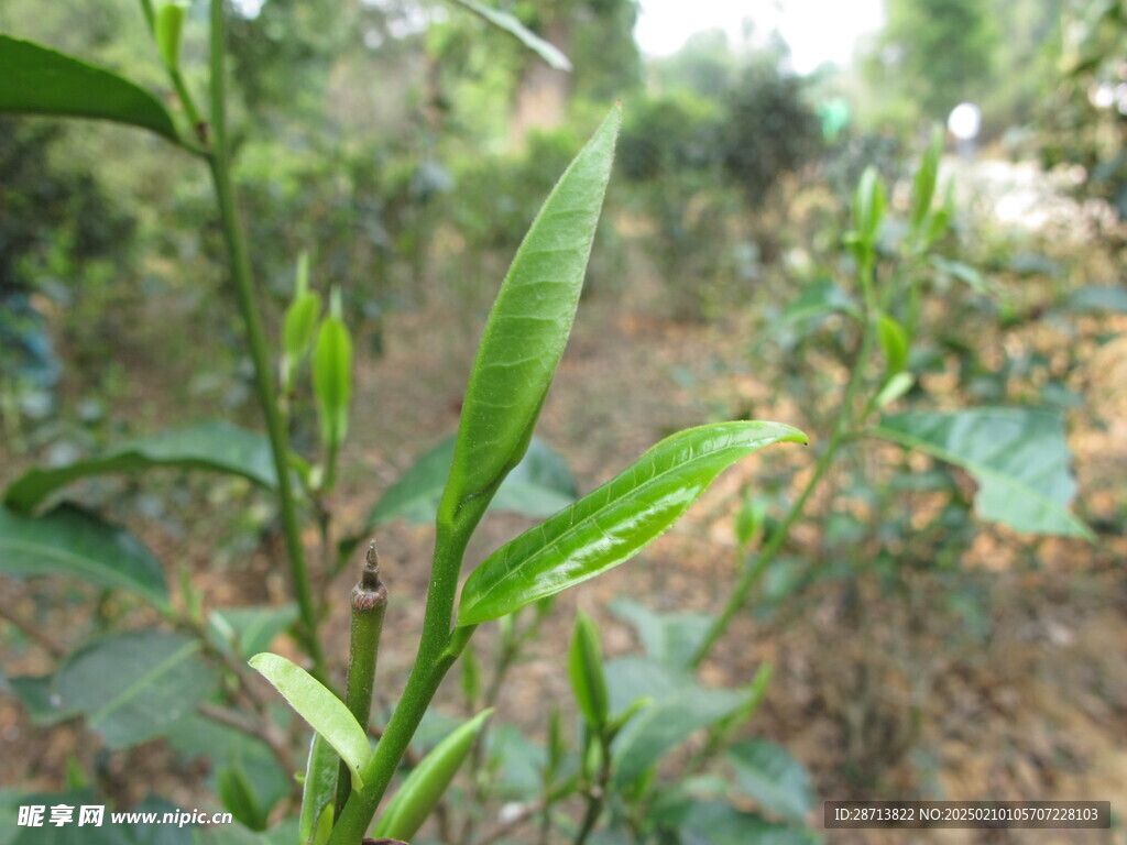 茶芽