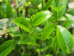 春古茶