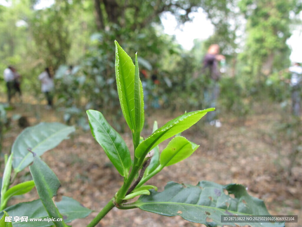 大叶种春茶