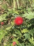 朱缨花