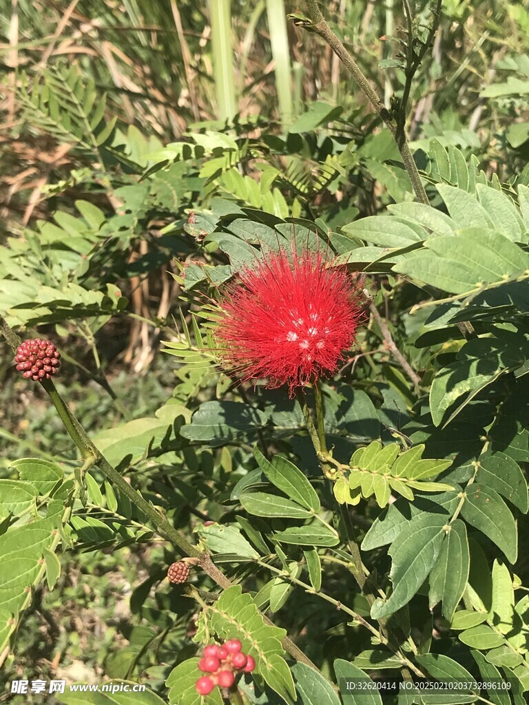 朱缨花