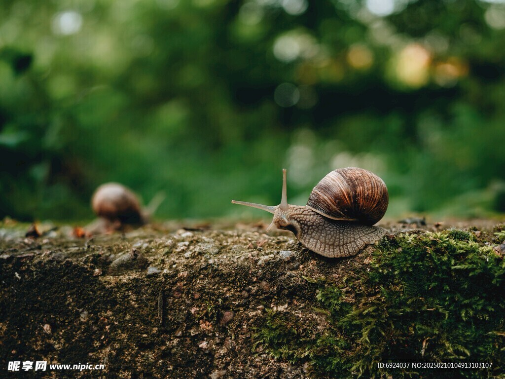 蜗牛小动物