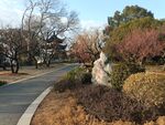 红梅